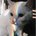 Zdjęcie profilowe plasti